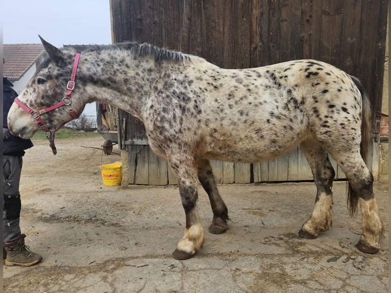 Noriker Mare 5 years in Klettgau