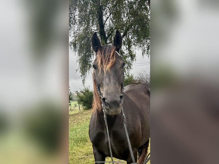 Noriker Mare 6 years 14,2 hh Bay-Dark in Pelmberg