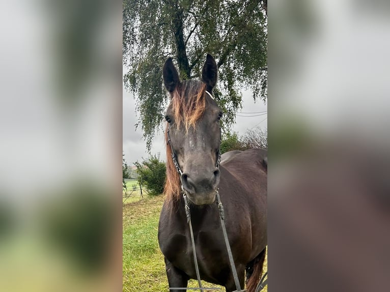 Noriker Mare 6 years 14,2 hh Bay-Dark in Pelmberg