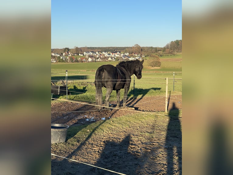 Noriker Mare 6 years 15,3 hh Black in Wain