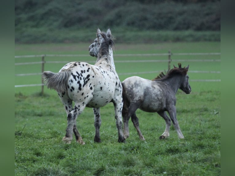 Noriker Mare 6 years 15 hh Leopard-Piebald in Waldshut-Tiengen