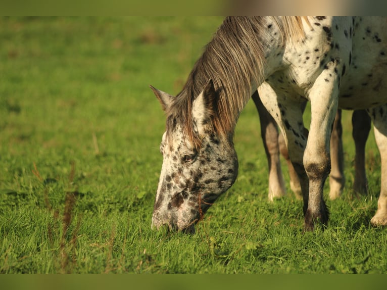 Noriker Mare 6 years 15 hh Leopard-Piebald in Waldshut-Tiengen