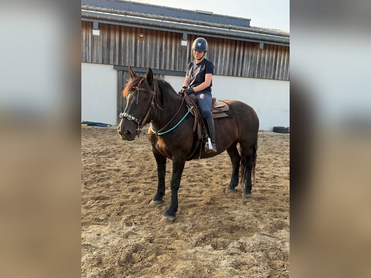 Noriker Mare 6 years 15,2 hh Black in Daleiden