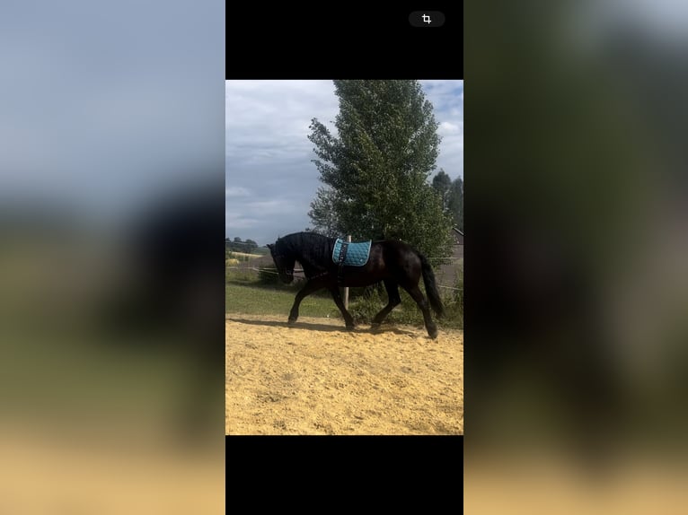 Noriker Mare 6 years 16,1 hh Black in Linz