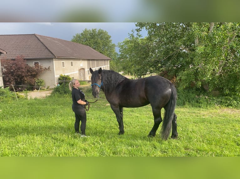 Noriker Mare 6 years 16,1 hh Black in Linz