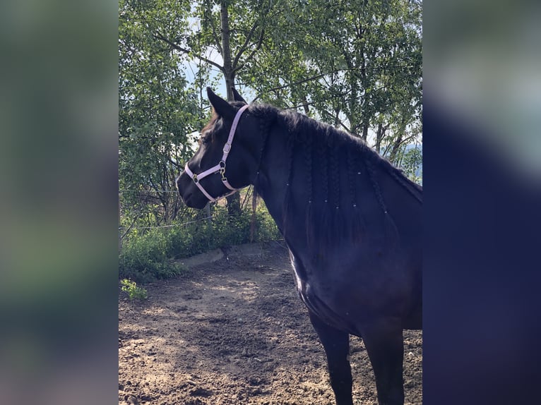 Noriker Mare 6 years 16,1 hh Black in Linz