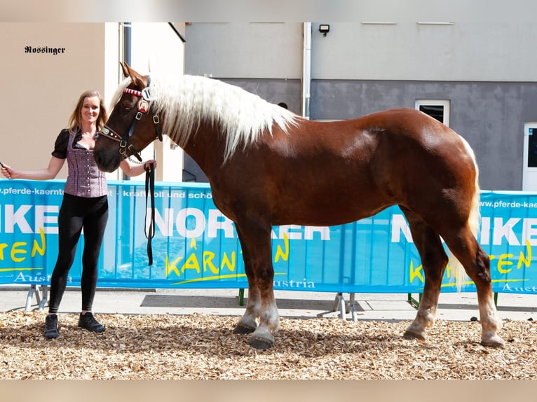 Noriker Mare 6 years 16.2 hh Chestnut in Kötschach