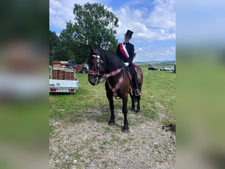 Noriker Mare 6 years 16 hh Black in Ravensburg