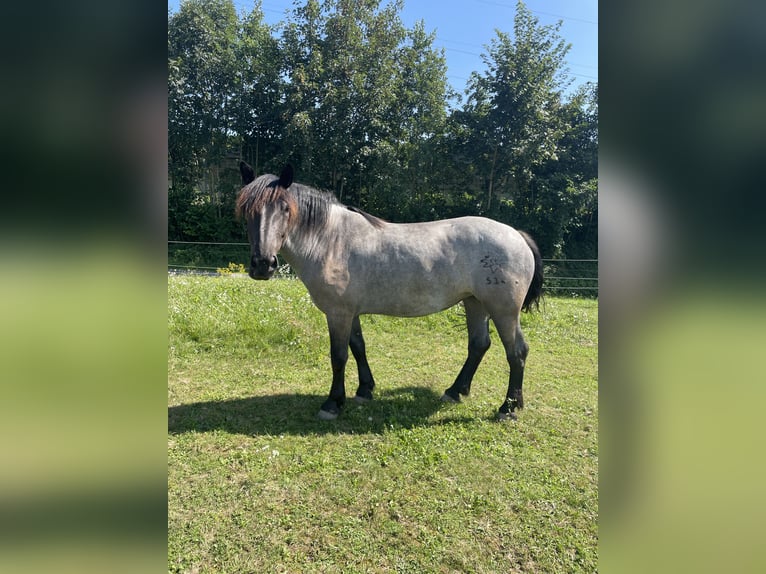 Noriker Mare 6 years 16 hh Grey-Blue-Tan in Braunau am Inn