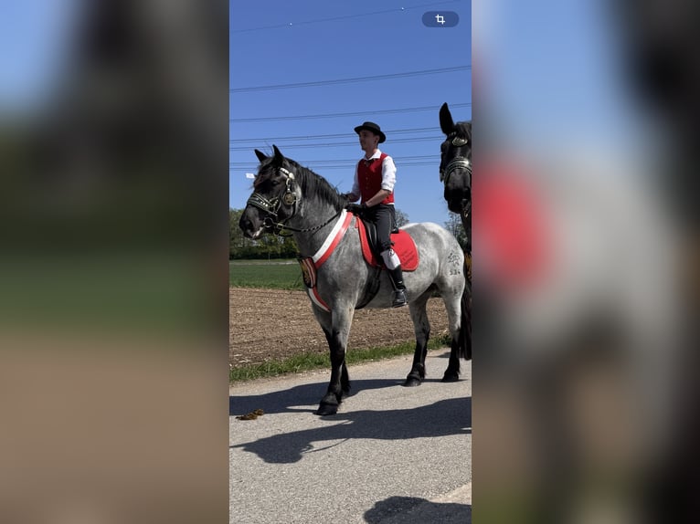Noriker Mare 6 years 16 hh Grey-Blue-Tan in Braunau am Inn