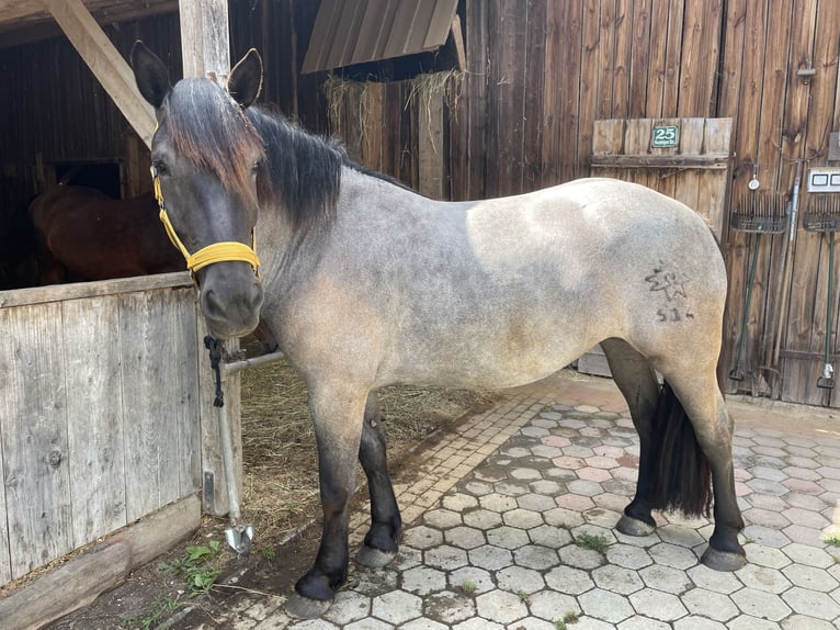 Noriker Mare 6 years 16 hh Grey-Blue-Tan in Braunau am Inn