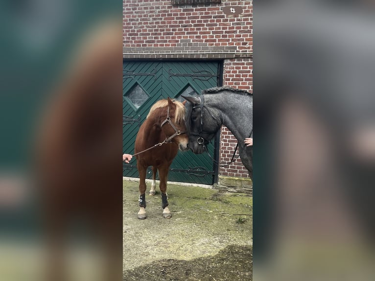 Noriker Mare 6 years 16 hh Roan-Blue in Wadersloh