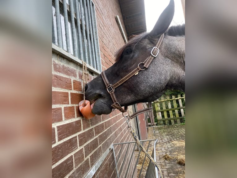 Noriker Mare 6 years 16 hh Roan-Blue in Wadersloh