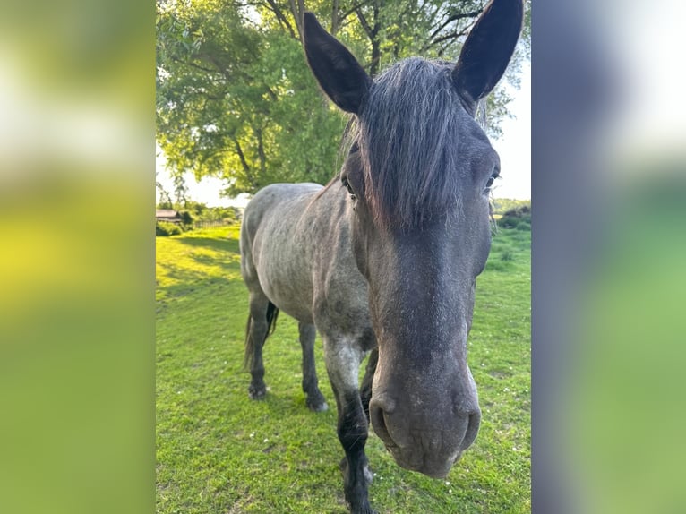 Noriker Mare 6 years 16 hh Roan-Blue in Wadersloh