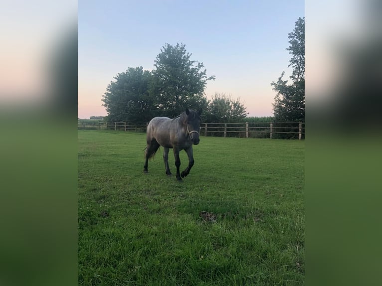 Noriker Mare 6 years 16 hh Roan-Blue in Wadersloh