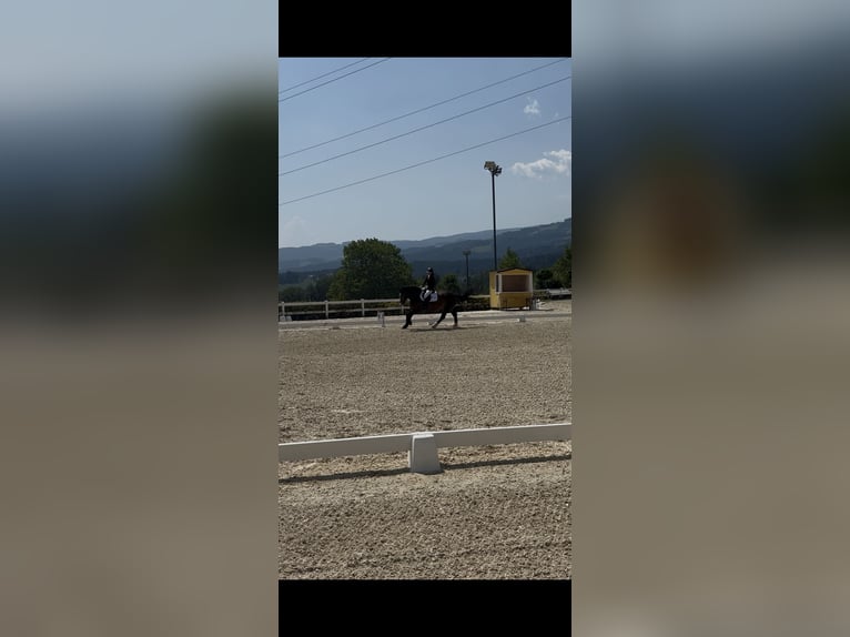 Noriker Mare 6 years 16 hh Smoky-Black in Murau
