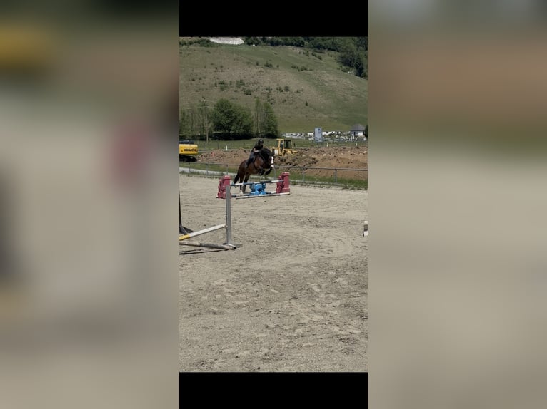 Noriker Mare 6 years 16 hh Smoky-Black in Murau