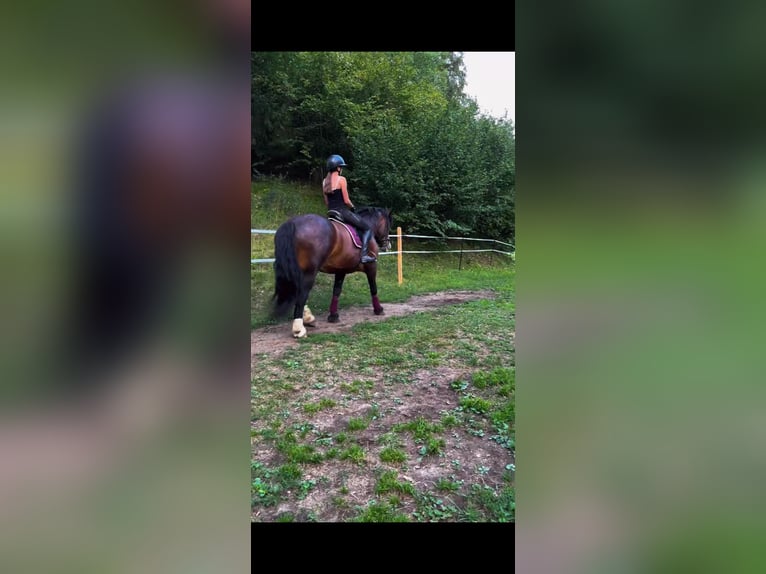 Noriker Mare 6 years 16 hh Smoky-Black in Murau