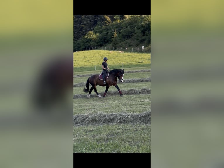 Noriker Mare 6 years 16 hh Smoky-Black in Murau
