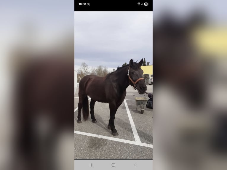 Noriker Mare 6 years 16,1 hh Black in Seekirchen am Wallersee
