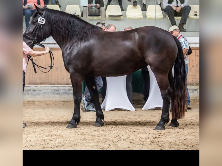 Noriker Mare 6 years 16,1 hh Black in Seekirchen am Wallersee