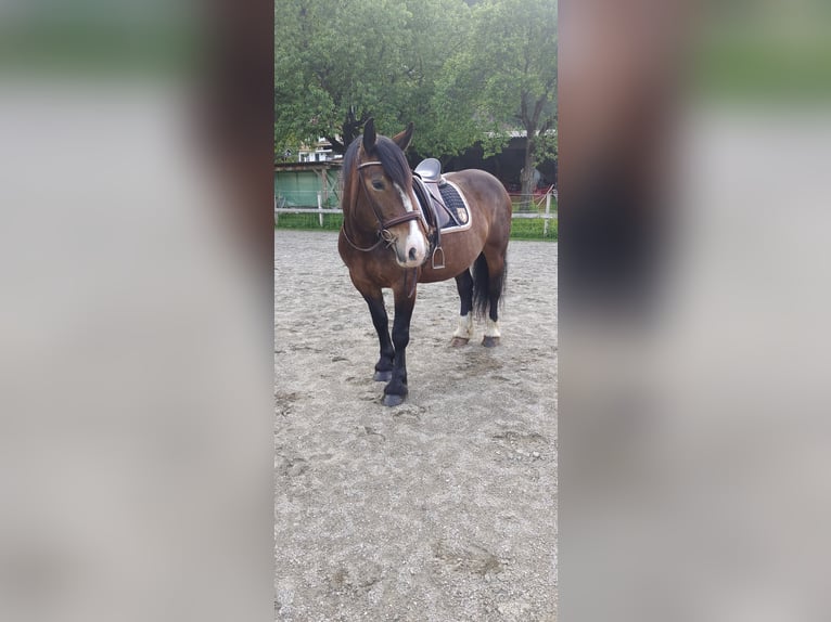 Noriker Mare 7 years 15,1 hh Bay-Dark in Obergottesfeld