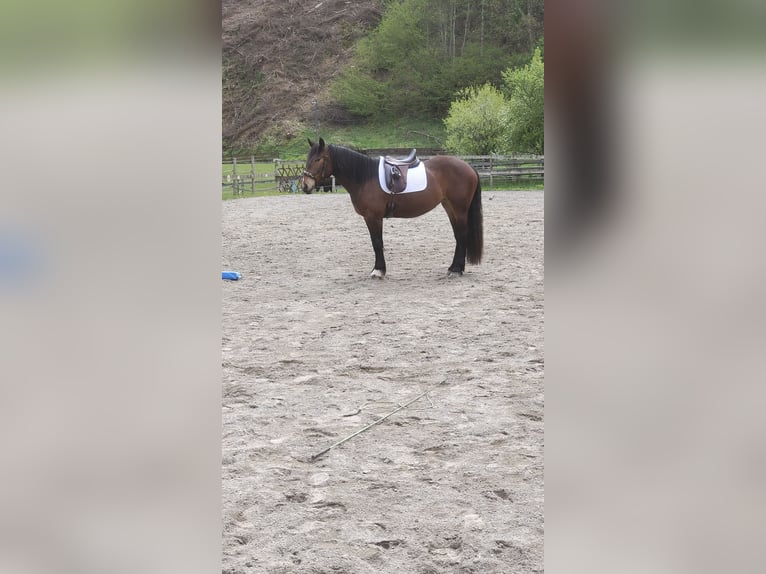 Noriker Mare 7 years 15,1 hh Bay-Dark in Obergottesfeld