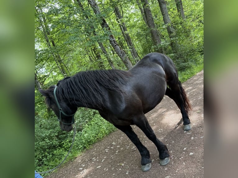Noriker Mare 7 years 15.2 hh Black in Mandelbachtal
