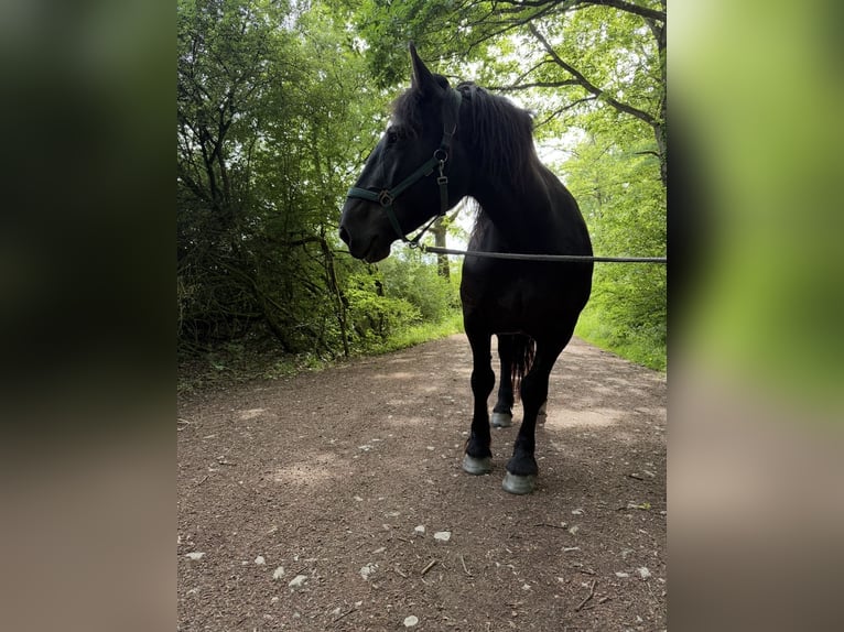 Noriker Mare 7 years 15.2 hh Black in Mandelbachtal