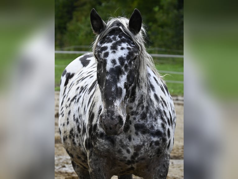 Noriker Mare 7 years 15,2 hh in Küssaberg