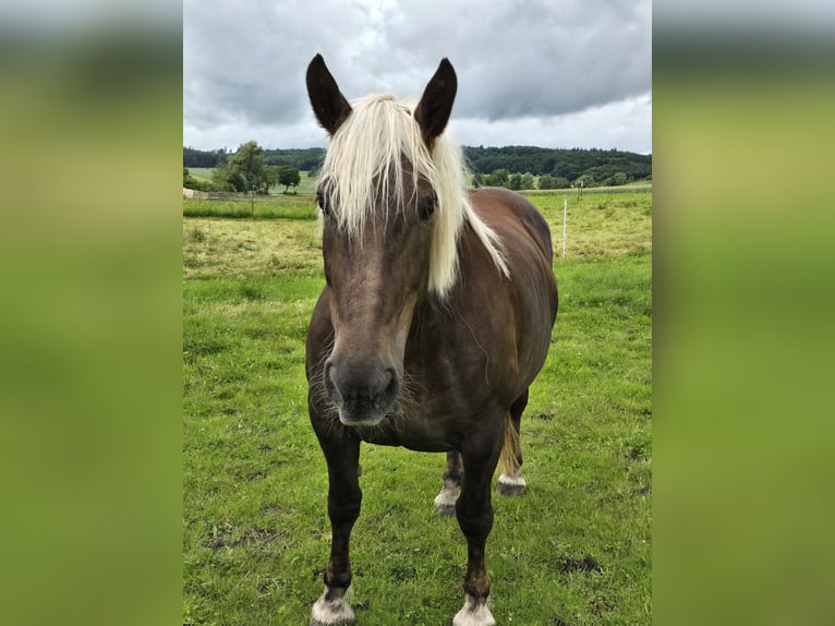 Noriker Mare 7 years 15,2 hh Chestnut in Forheim