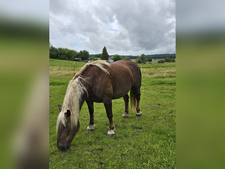 Noriker Mare 7 years 15,2 hh Chestnut in Forheim