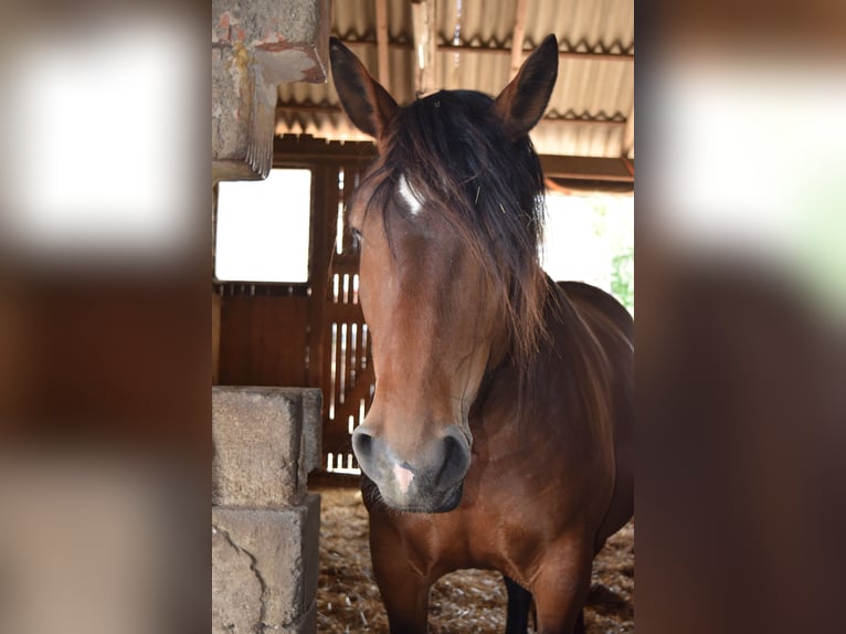 Noriker Mare 7 years 15,3 hh Brown in Arbesbach