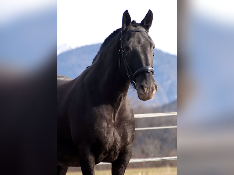 Noriker Mare 7 years 15,3 hh Leopard-Piebald in Kirchbichl