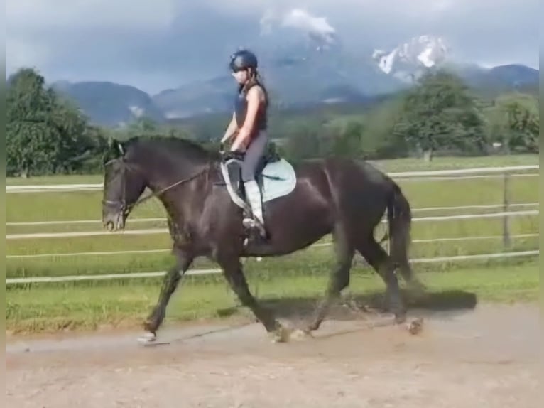 Noriker Mare 7 years 15,3 hh Leopard-Piebald in Kirchbichl