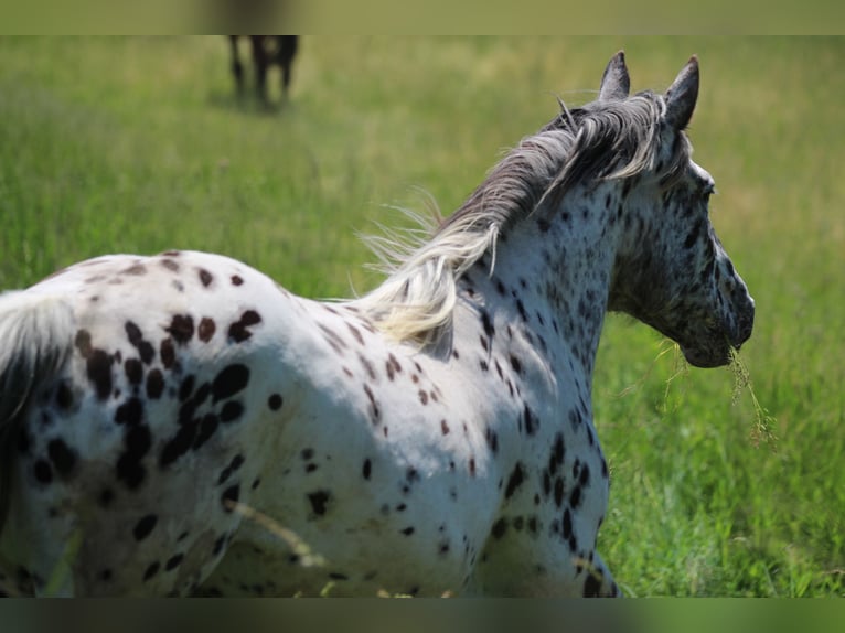 Noriker Mare 7 years 15,1 hh Leopard-Piebald in Waldshut-Tiengen