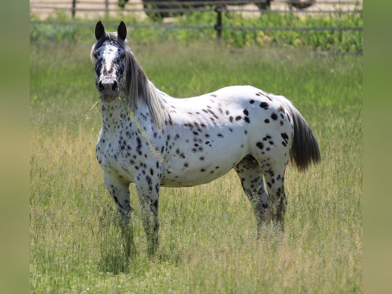 Noriker Mare 7 years 15,1 hh Leopard-Piebald in Waldshut-Tiengen