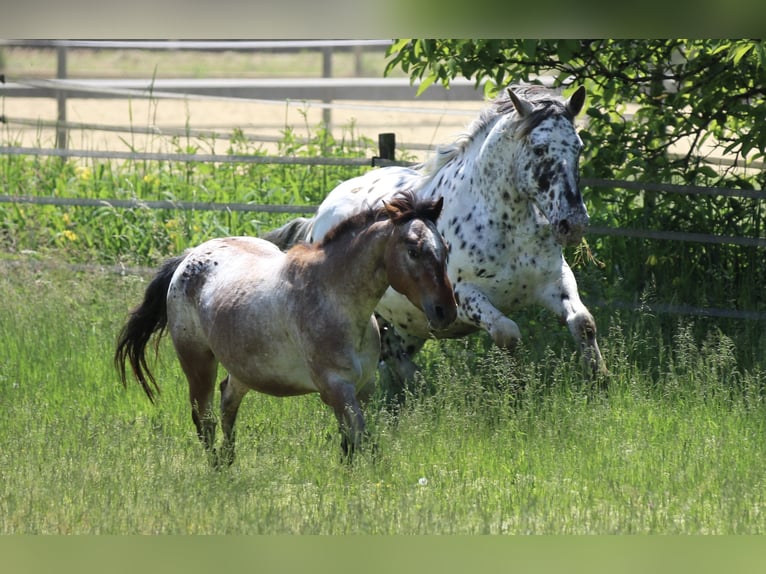 Noriker Mare 7 years 15,1 hh Leopard-Piebald in Waldshut-Tiengen