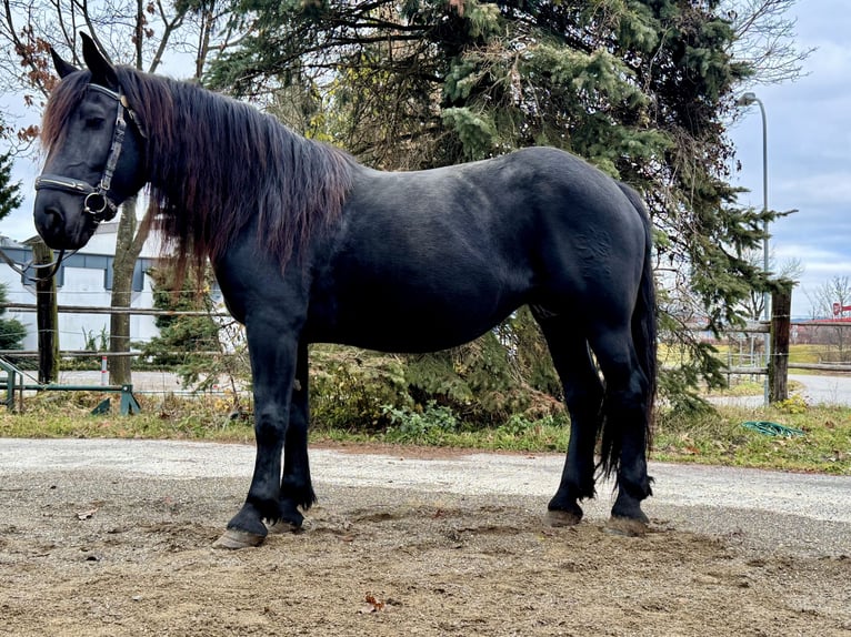 Noriker Mare 7 years 15,2 hh Black in Villach