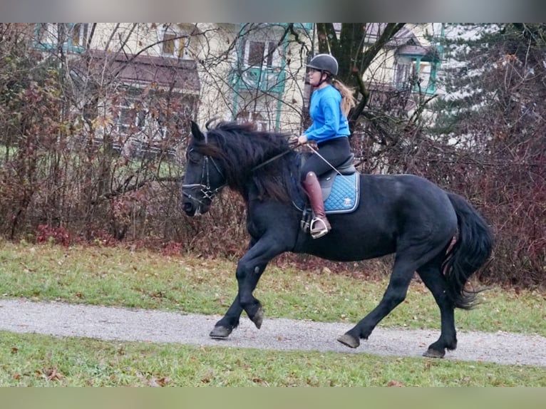Noriker Mare 7 years 15,2 hh Black in Villach