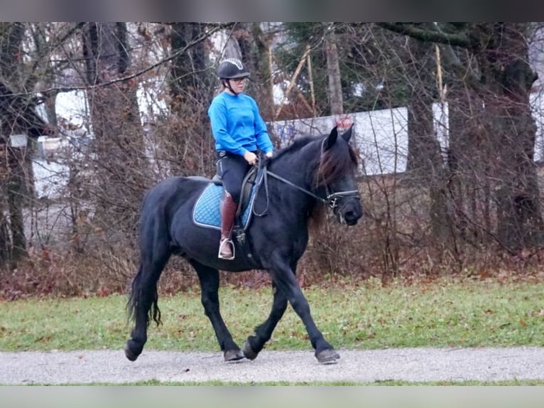 Noriker Mare 7 years 15,2 hh Black in Villach