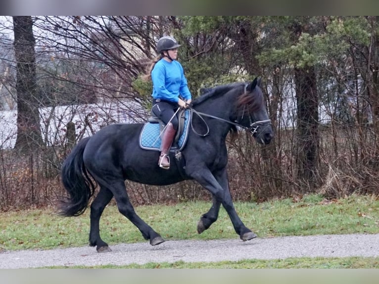 Noriker Mare 7 years 15,2 hh Black in Villach