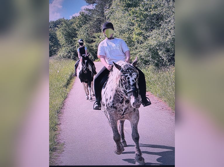 Noriker Mare 7 years 15,2 hh in Mellingen