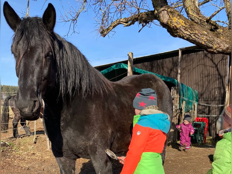 Noriker Mare 7 years 16,3 hh Black in Sulz am Neckar