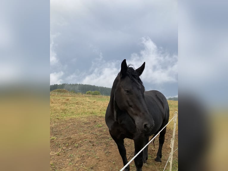 Noriker Mare 7 years 16,3 hh Black in Sulz am Neckar