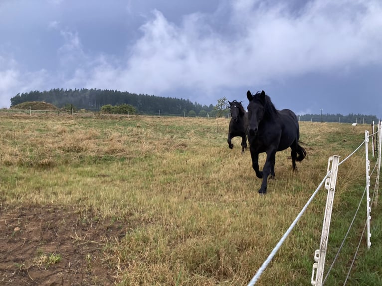 Noriker Mare 7 years 16,3 hh Black in Sulz am Neckar