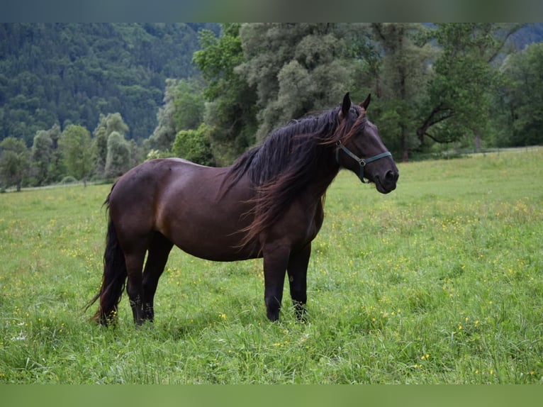 Noriker Mare 7 years 16 hh Black in Vorderberg