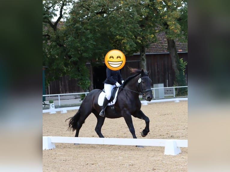 Noriker Mare 7 years 16 hh Black in Vorderberg