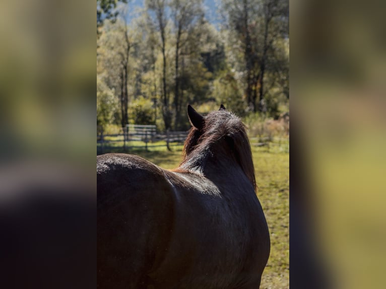 Noriker Mare 7 years 16 hh Black in Dellach