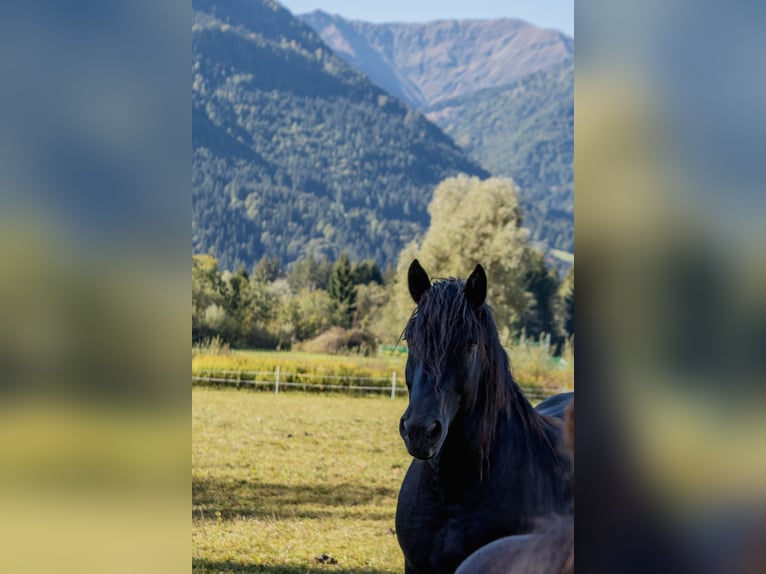 Noriker Mare 7 years 16 hh Black in Dellach
